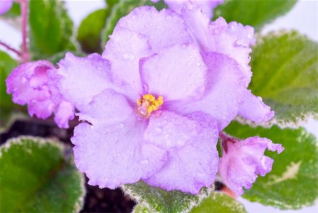 simsearch:400-04808821,k - Beautiful violet flower isolated on white background Foto de stock - Super Valor sin royalties y Suscripción, Código: 400-04284687