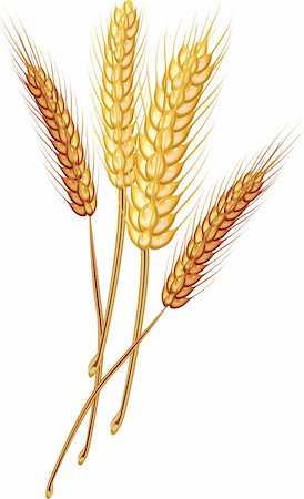 Stock Vector Illustration:  Golden Wheat Grain- vector Photographie de stock - Aubaine LD & Abonnement, Code: 400-04285141
