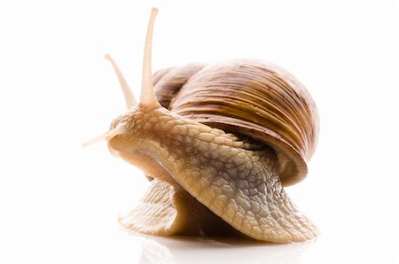 escargot - Snail. animal isolated on the white background Stock Photo - Budget Royalty-Free & Subscription, Code: 400-04286522