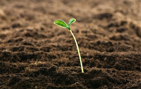 seed growing in soil - Green seedling illustrating concept of new life Stock Photo - Budget Royalty-Free & Subscription, Code: 400-04286595