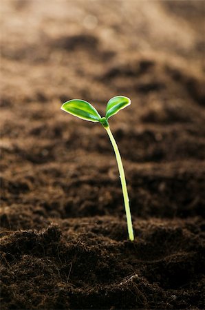 seed growing in soil - Green seedling illustrating concept of new life Stock Photo - Budget Royalty-Free & Subscription, Code: 400-04286596
