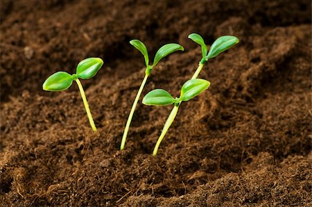 simsearch:400-04619587,k - Green seedling illustrating concept of new life Stock Photo - Budget Royalty-Free & Subscription, Code: 400-04286599