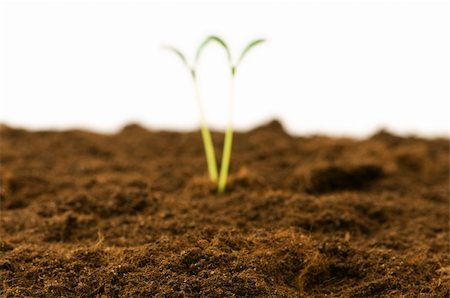 simsearch:400-04619587,k - Green seedling - focus in the front Stock Photo - Budget Royalty-Free & Subscription, Code: 400-04286600