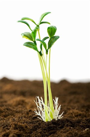 seed growing in soil - Green seedling illustrating concept of new life Stock Photo - Budget Royalty-Free & Subscription, Code: 400-04286601