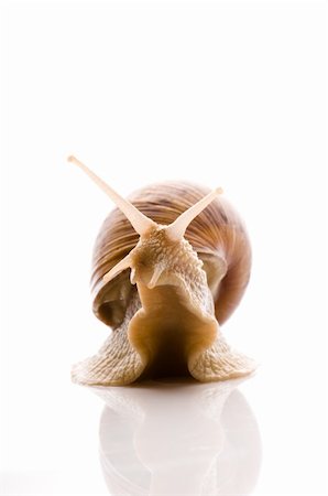 escargot - Snail. animal isolated on the white background Stock Photo - Budget Royalty-Free & Subscription, Code: 400-04286734
