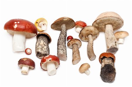 simsearch:400-04824992,k - Different mushrooms are put on white background Stock Photo - Budget Royalty-Free & Subscription, Code: 400-04287395