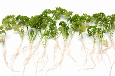 simsearch:400-06864386,k - Green parsley with root on white background Stock Photo - Budget Royalty-Free & Subscription, Code: 400-04287440