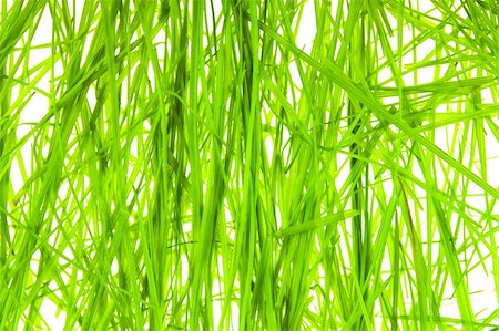 simsearch:400-05362449,k - green grass on white background Stock Photo - Budget Royalty-Free & Subscription, Code: 400-04287567