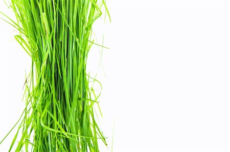 simsearch:400-05362449,k - green grass on white background Stock Photo - Budget Royalty-Free & Subscription, Code: 400-04287568