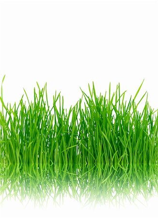 simsearch:400-05362449,k - Isolated green grass on a white background Stock Photo - Budget Royalty-Free & Subscription, Code: 400-04289114