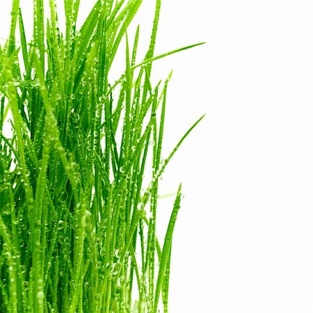 simsearch:400-05362449,k - Isolated green grass on a white background Stock Photo - Budget Royalty-Free & Subscription, Code: 400-04289112