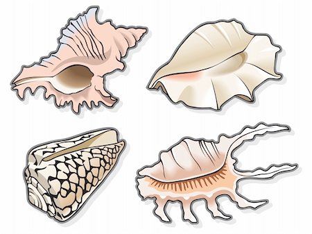 simsearch:400-08646884,k - Set of four seashells, using blend and gradient fill, vector illustration Stock Photo - Budget Royalty-Free & Subscription, Code: 400-04280876
