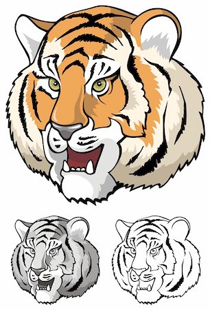 Growling tiger, realistic close-up, vector illustration Stock Photo - Budget Royalty-Free & Subscription, Code: 400-04280887