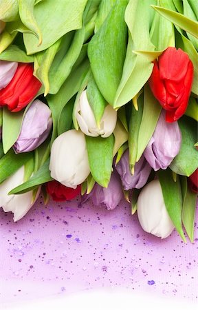 simsearch:400-04808821,k - beautiful bouquet of tulips, different colors Foto de stock - Super Valor sin royalties y Suscripción, Código: 400-04282029