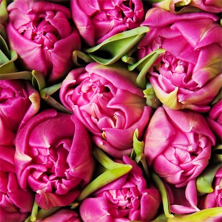 beautiful pink double tulips, background, Foto de stock - Super Valor sin royalties y Suscripción, Código: 400-04282031