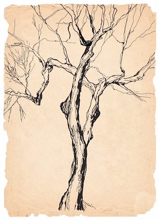 simsearch:400-04776674,k - old tree shabby  paper  pen drawing Stock Photo - Budget Royalty-Free & Subscription, Code: 400-04282222