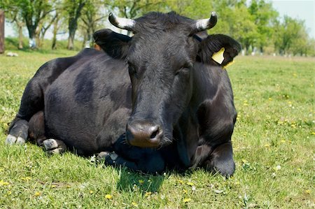simsearch:400-05294140,k - Black cow lying on green meadow Stock Photo - Budget Royalty-Free & Subscription, Code: 400-04283754
