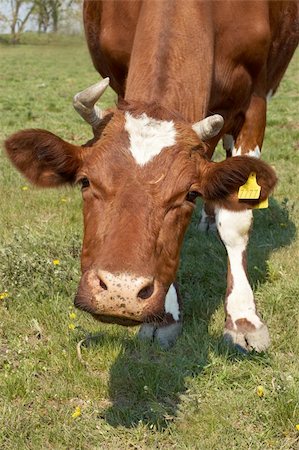 simsearch:400-05294140,k - Funny cow on green meadow looking at camera Stock Photo - Budget Royalty-Free & Subscription, Code: 400-04283755
