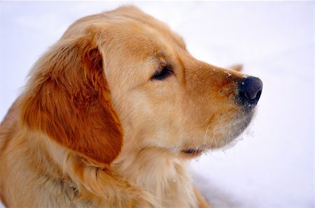 simsearch:400-05200802,k - golden retriever Stock Photo - Budget Royalty-Free & Subscription, Code: 400-04294444