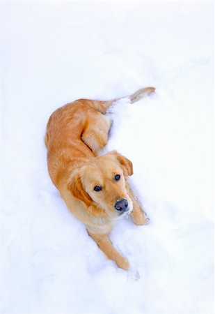 simsearch:400-05200802,k - golden retriever Stock Photo - Budget Royalty-Free & Subscription, Code: 400-04294445