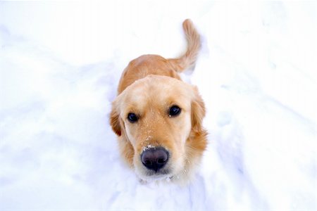 simsearch:400-05200802,k - golden retriever Stock Photo - Budget Royalty-Free & Subscription, Code: 400-04294443