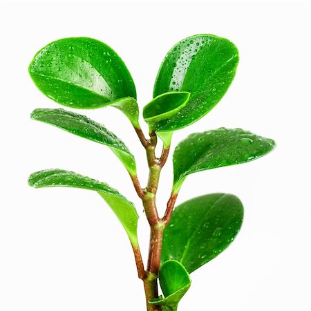 rubber plant - ficus plant closeup isolated on a white background Stock Photo - Budget Royalty-Free & Subscription, Code: 400-04295235