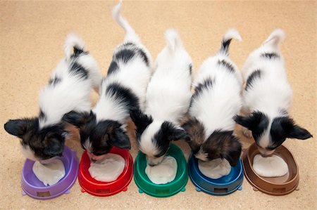 simsearch:400-05722359,k - Little Puppies Papillon eating from bowls of colorful Stock Photo - Budget Royalty-Free & Subscription, Code: 400-04295365