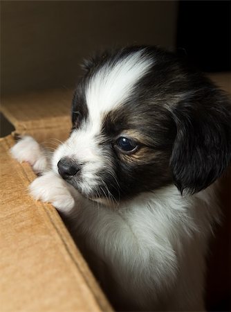 simsearch:400-05722359,k - Little Puppy Papillon in carton box Stock Photo - Budget Royalty-Free & Subscription, Code: 400-04295375