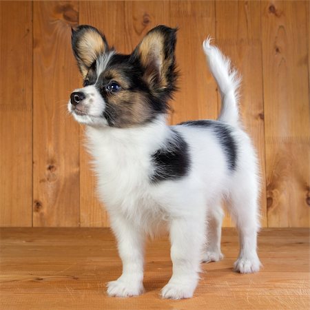 simsearch:400-05722359,k - Portrait of a puppy Papillon Stock Photo - Budget Royalty-Free & Subscription, Code: 400-04295377