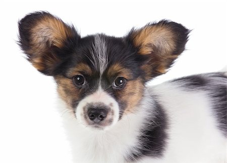 simsearch:400-05722359,k - Puppy Papillon on a white background Stock Photo - Budget Royalty-Free & Subscription, Code: 400-04295378