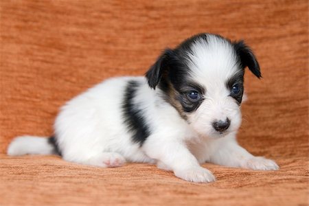 simsearch:400-05722359,k - Little Puppy Papillon on a brown background Stock Photo - Budget Royalty-Free & Subscription, Code: 400-04295373