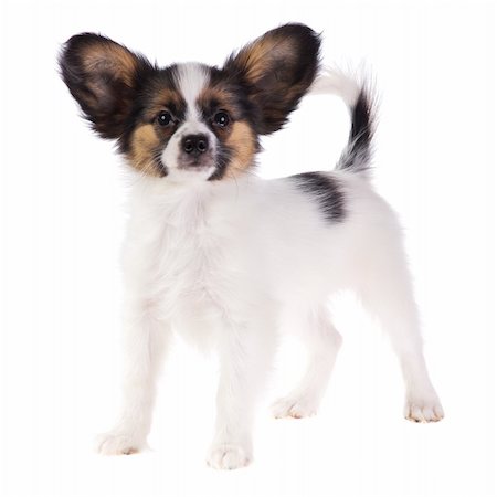 simsearch:400-05722359,k - Puppy Papillon on a white background Stock Photo - Budget Royalty-Free & Subscription, Code: 400-04295380