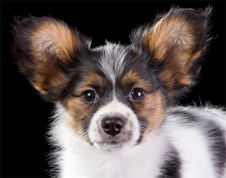 simsearch:400-05722359,k - Puppy Papillon on a black background Stock Photo - Budget Royalty-Free & Subscription, Code: 400-04295382