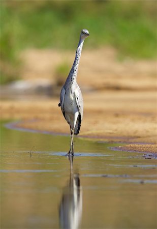 simsearch:400-04295828,k - Grey Heron (Ardea Cinerea) walking in the water in nature reserve in South Africa Stock Photo - Budget Royalty-Free & Subscription, Code: 400-04295805