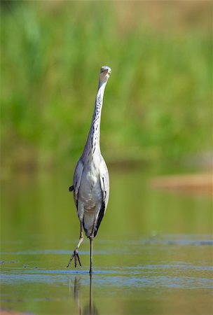 simsearch:400-04295828,k - Grey Heron (Ardea Cinerea) walking in the water in nature reserve in South Africa Stock Photo - Budget Royalty-Free & Subscription, Code: 400-04295807
