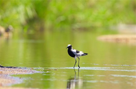simsearch:400-04295828,k - Blacksmith Lapwing or Plover (Vanellus armatus) walking in water in South Africa. Very shallow depth of field Stock Photo - Budget Royalty-Free & Subscription, Code: 400-04295815