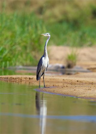 simsearch:400-04295828,k - Grey Heron (Ardea Cinerea) walking in the water in nature reserve in South Africa Stock Photo - Budget Royalty-Free & Subscription, Code: 400-04295818