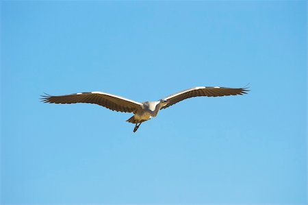 simsearch:400-04295828,k - Grey Heron (Ardea Cinerea) in flight against a blue sky in South Africa Stock Photo - Budget Royalty-Free & Subscription, Code: 400-04295819