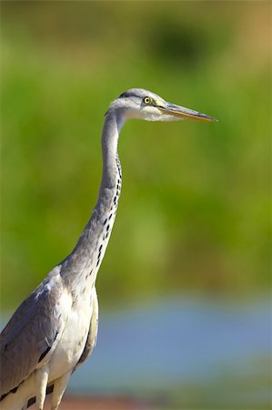 simsearch:400-04295828,k - Grey Heron (Ardea Cinerea) walking in nature reserve in South Africa Stock Photo - Budget Royalty-Free & Subscription, Code: 400-04295810