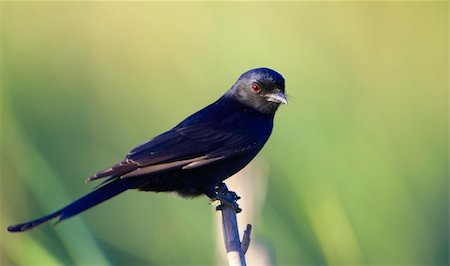 simsearch:400-04295828,k - Square-tailed Drongo (Dicrurus ludwigii) sitting on the branch of a tree against green background in nature reserve in South Africa Stock Photo - Budget Royalty-Free & Subscription, Code: 400-04295828