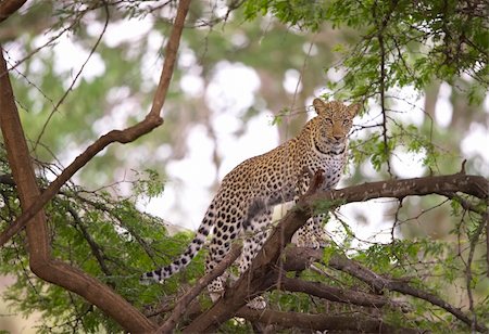 simsearch:400-04597010,k - Leopard (Panthera pardus) standing alert on the tree in nature reserve in South Africa Stock Photo - Budget Royalty-Free & Subscription, Code: 400-04295834