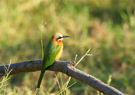 simsearch:400-04295828,k - White-fronted Bee-eater (Merops bullockoides) sitting on a branch of a tree in nature reserve in South Africa Stock Photo - Budget Royalty-Free & Subscription, Code: 400-04295833
