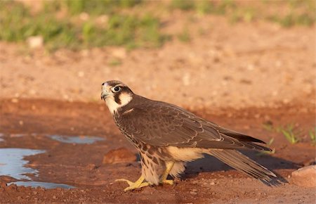 simsearch:400-04295828,k - Peregrine Falcon (Falco Peregrinus) sitting next to the water pool in South Africa Stock Photo - Budget Royalty-Free & Subscription, Code: 400-04295842
