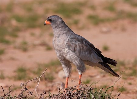 simsearch:400-04295828,k - Dark Chanting Goshawk (Melierax metabates) sitting in the grass in South Africa Stock Photo - Budget Royalty-Free & Subscription, Code: 400-04295843