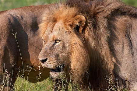 simsearch:400-04727848,k - Two Lions (panthera leo) standing next to each other in savannah in South Africa Stock Photo - Budget Royalty-Free & Subscription, Code: 400-04295855
