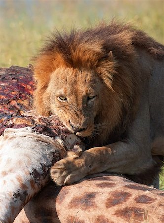 simsearch:400-04727848,k - Single male lion (panthera leo) eating on giraffe carcass in savannah in South Africa Stock Photo - Budget Royalty-Free & Subscription, Code: 400-04295857