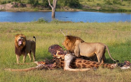 simsearch:400-05305124,k - Two male lions (panthera leo) eating on giraffe carcass in savannah in South Africa Stock Photo - Budget Royalty-Free & Subscription, Code: 400-04295858