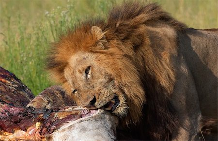 simsearch:400-04727848,k - Single male lion (panthera leo) eating on giraffe carcass in savannah in South Africa Stock Photo - Budget Royalty-Free & Subscription, Code: 400-04295859