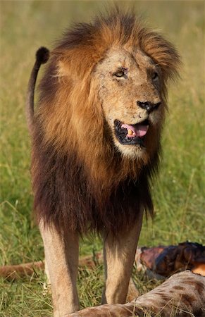 simsearch:400-04727848,k - Single male lion (panthera leo) standing over a giraffe carcass in savannah in South Africa Stock Photo - Budget Royalty-Free & Subscription, Code: 400-04295860