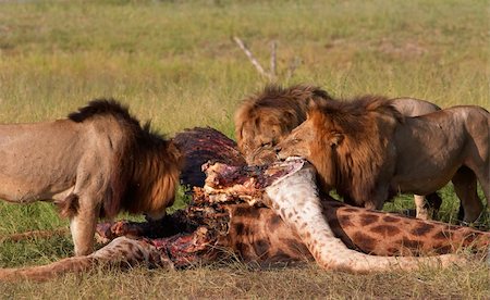 simsearch:400-05305124,k - Three male lions (panthera leo) eating on giraffe carcass in savannah in South Africa Stock Photo - Budget Royalty-Free & Subscription, Code: 400-04295861